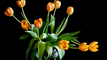 Get the latest tulips, flowers, leaves news, and videos and learn all about tulips, flowers, leaves from 4u.org, your news ... HD wallpaper