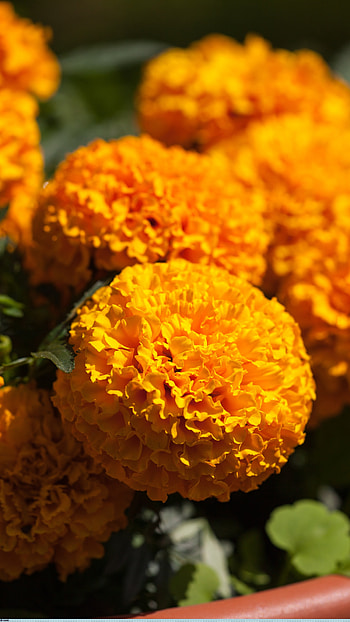 Marigold, Adorable, Flower HD phone wallpaper