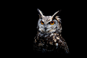 Owl Dark Background, owl, predator, birds HD wallpaper