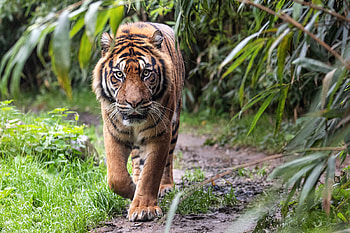 Sumatran Tiger, eyes, jungle, tiger, animals, nature HD wallpaper