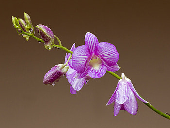 Flowers, Drops, Flower, Petals, Orchid HD wallpaper