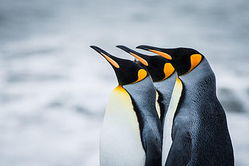 Playful penguin companions, penguin , Endearing backgrounds, Penguin love HD wallpaper