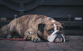 Animals, To Lie Down, Lie, Dog, Muzzle, English Bulldog HD wallpaper