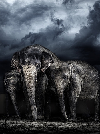 Family, Elephants HD phone wallpaper