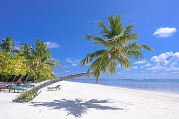 Breathtaking tropical beach scene in the Maldives with palm trees and serene blue waters. HD wallpaper
