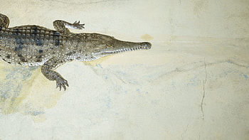 Animals, To Fall, Mouth, Small, Crocodile HD wallpaper