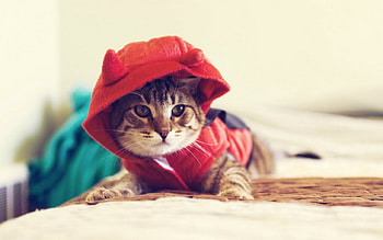 Cute Cat, animal, cute, cat, pet HD wallpaper