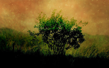 Plants HD wallpaper