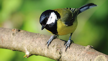 Titmouse Ultra , High-resolution , Majestic Creature, Feathered Magnificence HD wallpaper