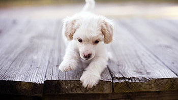 Dog, sweet, pay, dogs, puppies, cute, beautiful, beauty, playful, playful dog, puppy, dog face, pretty, animals, face, bubbles, lovely HD wallpaper