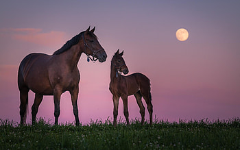 Horses and Moon, night, horses, animals, Moon HD wallpaper