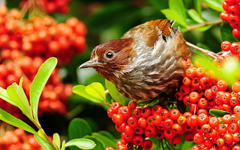 Animals, Bird, Beak, Color, Rowan HD wallpaper