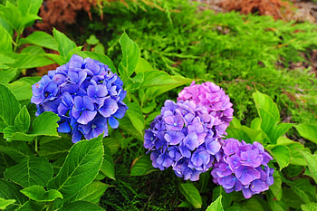 Flowers, Close-Up, Greens, Needles, Hydrangea HD wallpaper