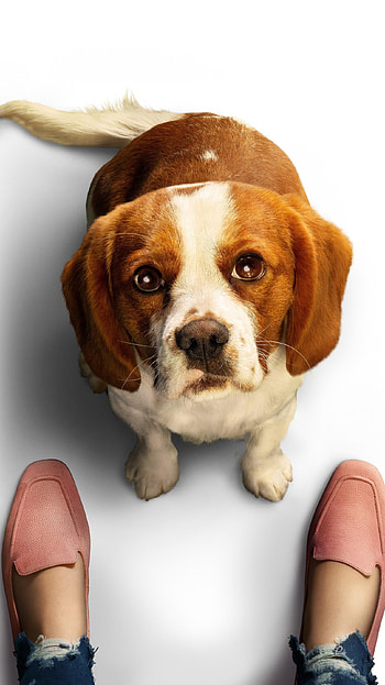 A Dog& HD phone wallpaper