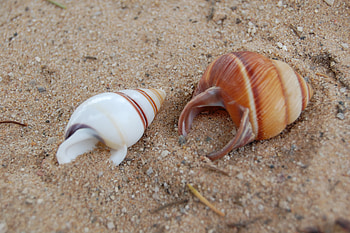 seashells, sand, seashell, beach HD wallpaper