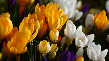 Flowers, Macro, Bright, Petals HD wallpaper
