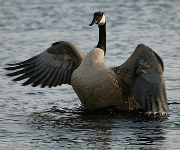 Canadian Goose Washing, fowl, goose, bird, canadian goose HD wallpaper