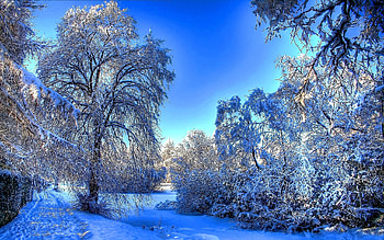 Landscape, Winter, Trees HD wallpaper