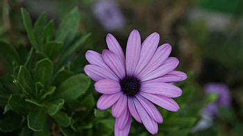 Purple Love, purple, beautiful, amazing, flower HD wallpaper