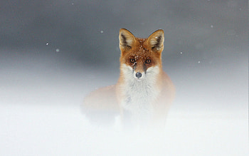 Animals, Snow, Fox, Muzzle, Fog HD wallpaper