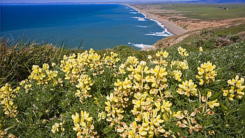 Nature, Flowers, Mountains, Coast, Ocean HD wallpaper