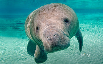 Florida manatee (Trichechus manatus latirostris) Crystal River west central Florida USA, Florida, Manatee, Oceans, Seas HD wallpaper