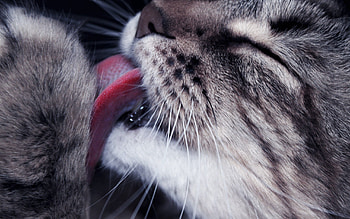 Animals, Cat, Muzzle, Close-Up, Language, Tongue, Lick Your Lips, Licking, Paw HD wallpaper