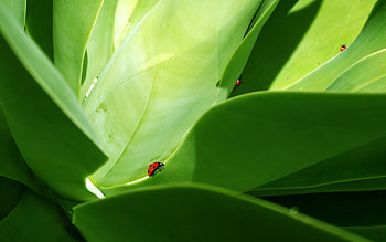 Grass, Macro, Greens, Insect, Ladybug, Crawl, Ladybird HD wallpaper