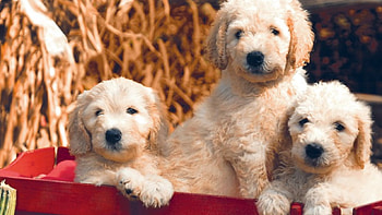 Wagon of Pups, wagon, pets, dogs, puppies, nature, cute animals HD wallpaper