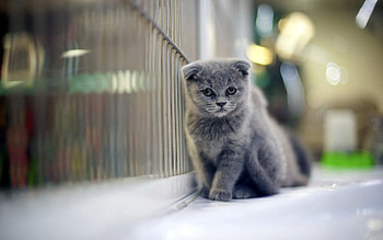Animals, Fluffy, Kitty, Kitten, Beautiful, Wall, Stroll HD wallpaper