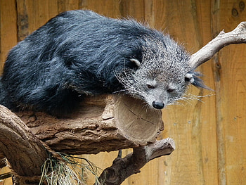 Binturong HD wallpaper