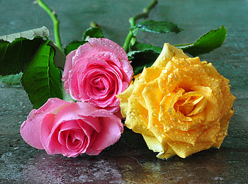 roses, graphy, drops, beautiful, nice, rose, pink, wet, flower, yellow, cool, flowers HD wallpaper