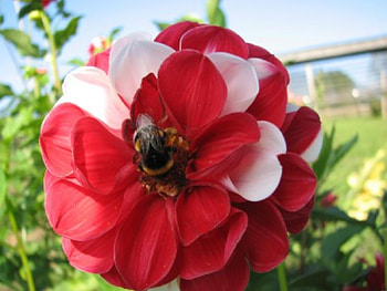 Fantastic flower, beauty, flower HD wallpaper
