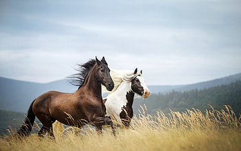 Horse and , Captivating visuals, delight, Artistic enchantment HD wallpaper