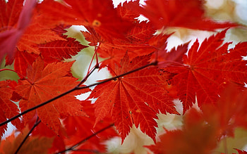 Leaves, Objects HD wallpaper