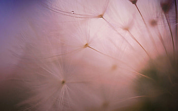 Plant, Macro, Dandelion, Fluff, Fuzz HD wallpaper