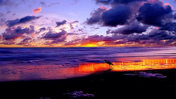 A Stork At The Beach, sky, sunset, sea, bird, clouds, colors HD wallpaper