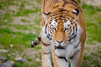 Animals, Grin, Predator, Big Cat, Sight, Opinion, Tiger HD wallpaper