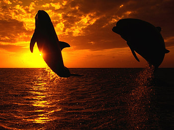 Animals, Landscape, Sunset, Dolfins, Sea, Sun HD wallpaper