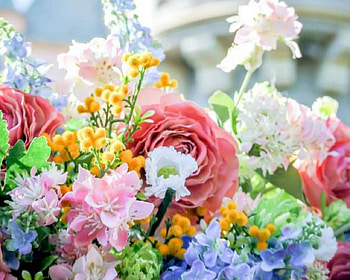 Beautiful Flowers, colorful, flowers, bloom, petals HD wallpaper