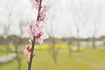 Flowers, Pink, Flower, Blur, Smooth, Flowering, Branch, Spring, Blooming HD wallpaper