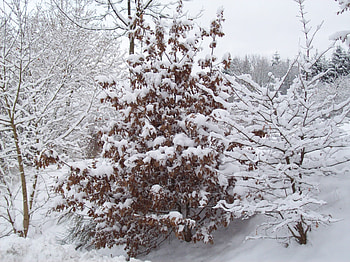 Winter-wonderland II, winter, trees, snow, christmas HD wallpaper