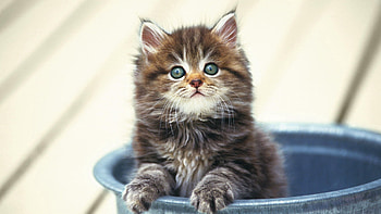 Animals, Fluffy, Kitty, Kitten, Muzzle, Pot HD wallpaper