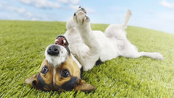 Animals, Dogs HD wallpaper