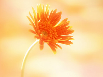 Gold Gerbera, flower HD wallpaper