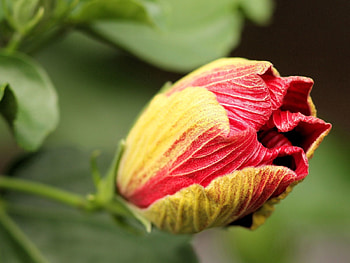 Flower, Macro, Bud, Branch, Dry HD wallpaper