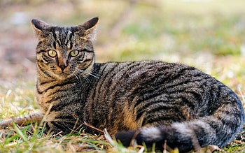 Animals, Cat, To Lie Down, Lie, Muzzle, Beautiful, Striped HD wallpaper