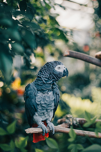 Gray parrot, bird, exotic HD phone wallpaper
