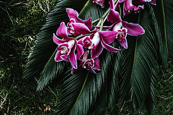 Flowers, Bouquet, Tropics, Orchid, Cycad, Sagognik HD wallpaper