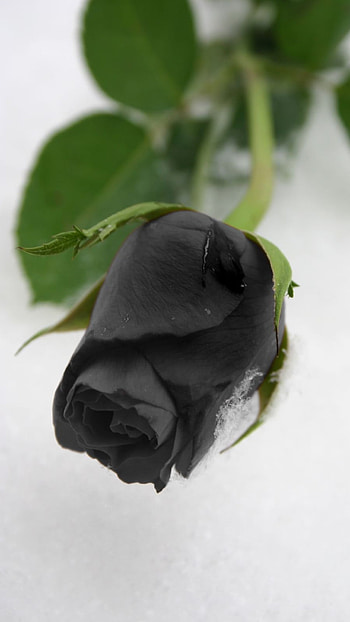 Black Rose, Adorable Black Rose HD phone wallpaper